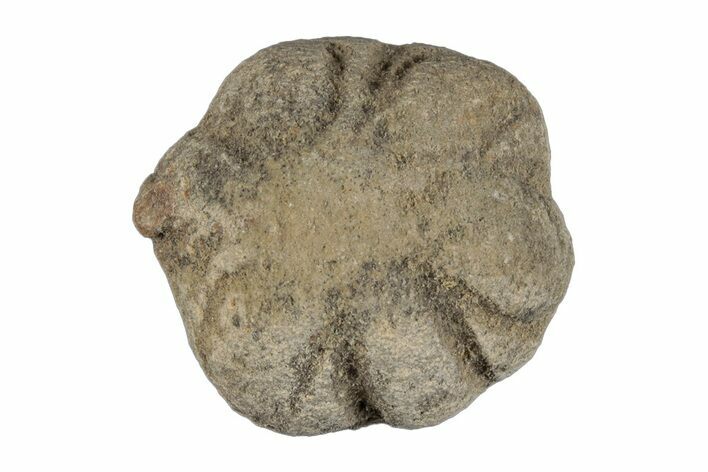 Silurain Fossil Sponge (Astraeospongia) - Tennessee #203689